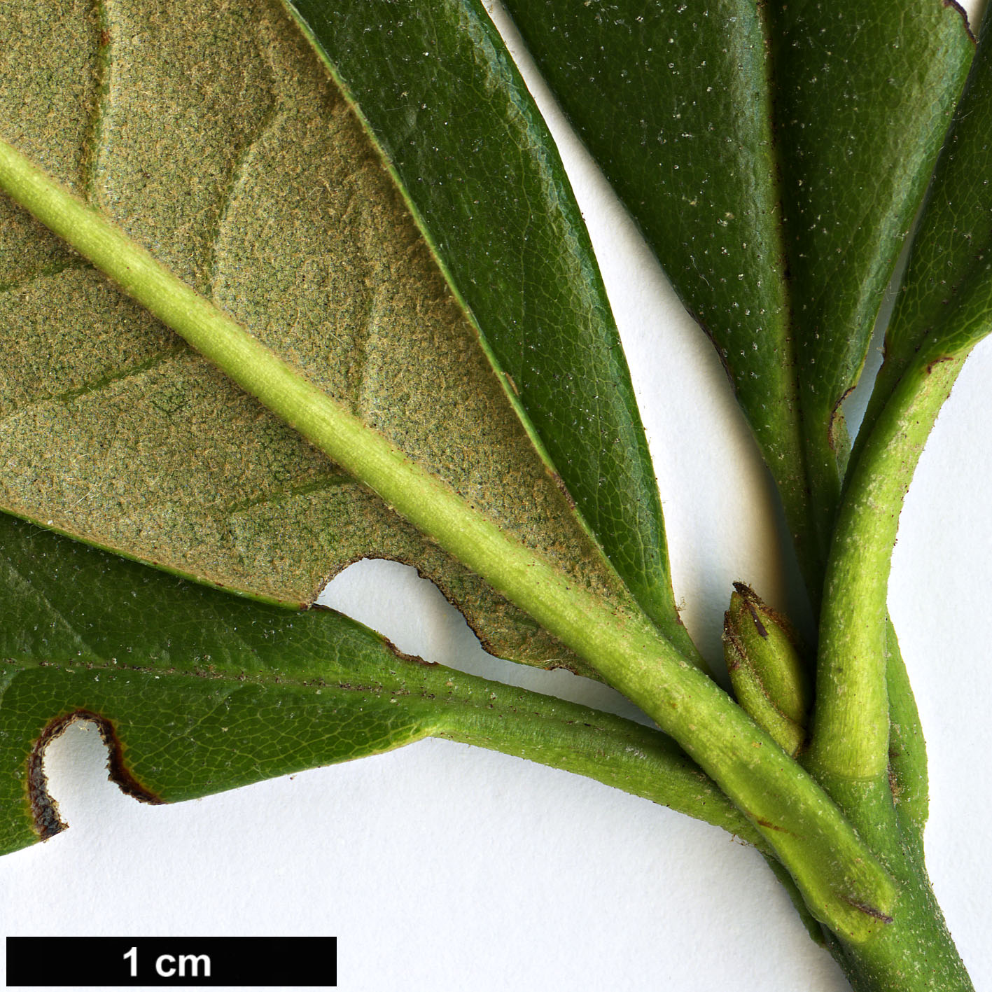 High resolution image: Family: Ericaceae - Genus: Rhododendron - Taxon: coryanum - SpeciesSub: ’Chelsea Chimes’